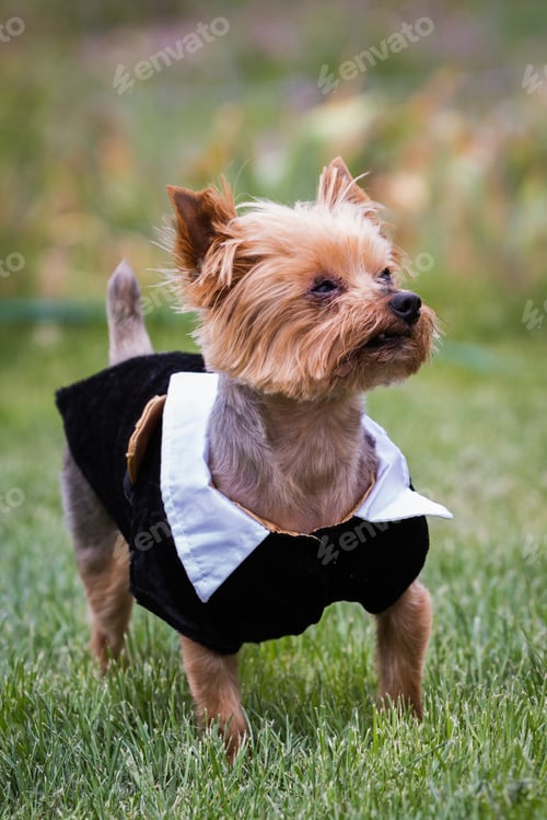 Preview: Small Yorkshire Terrier Wearing A Tux Standing With Severe Allergies