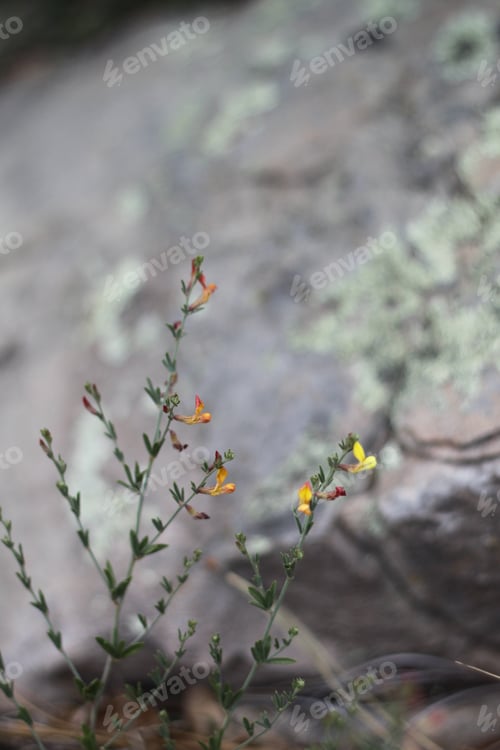 Preview: A Clump Of Desert Rock Pea Flowers 8185