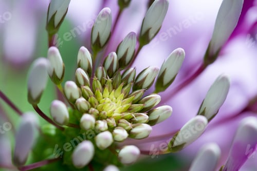 Preview: Close Up Of A Beautiful Tropical Flower With White And Purple Blooms Opening Into A Beautiful