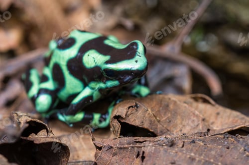 Preview: Close Up Of A Green And Black Poison Dart Frog In The Costa Rican Rainforest
