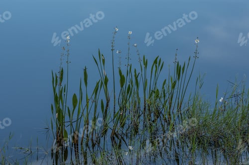 Preview: A Close Up Of Flowering Aquatic Plants In A Florida Marshy Pond Reflecting Clouds In A Blue Sky.