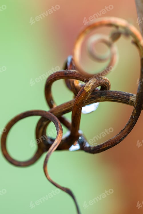 Preview: Close Op Of Twisted Runner Form A Grape Vine Holding A Water Drop With Autumn Colors In The