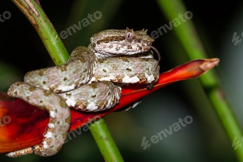 Preview: Close Up Of A Eyelash Viper Wrapped Around A Tropical Flower In Costa Rica