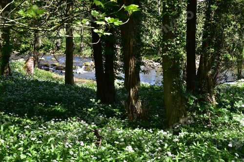 Preview: Wildflowers Beside A Stream Blooming And Flowering.