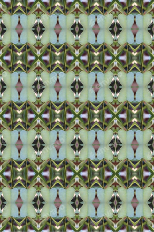 Preview: An Abstract Of Fresh Green Plumeria Rubra Leaves 0038