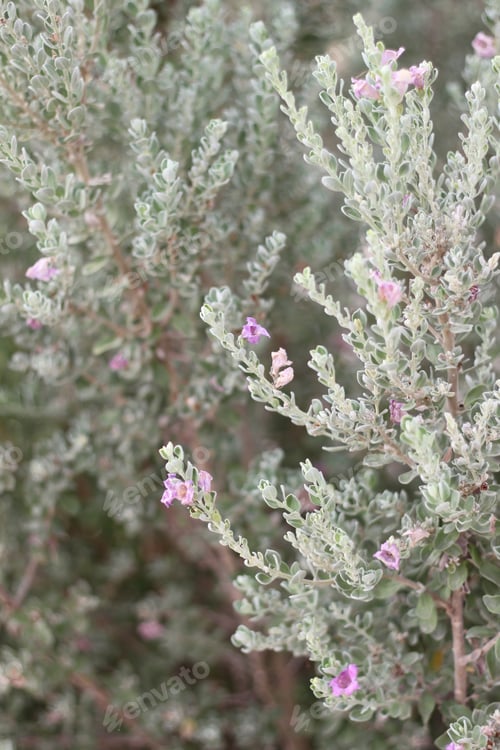 Preview: A Leucophyllum Fructescens Cenizo Plant With Purple Flowers 0736