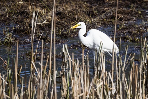 Preview: Beautiful Great White Egret With A Fish In His Beak In A Shallow Tidal Pond Near Hunter Creek In