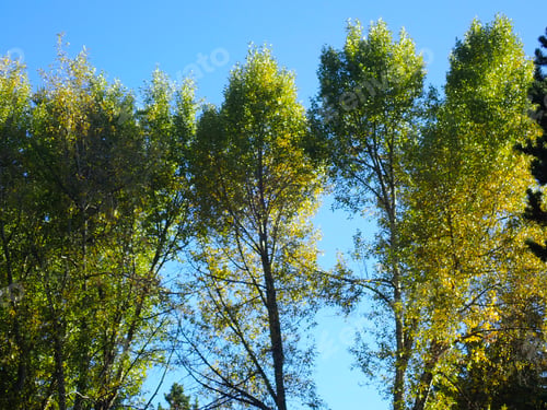 Preview: Autumn Leaves Outdoors With Yellow And Orange