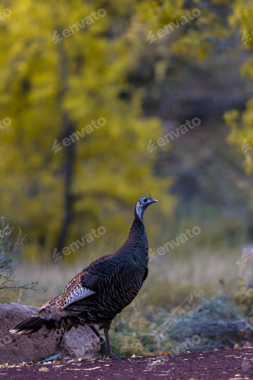 Preview: Wild Turkey Walking In Zion National Park With Natural Autumn Colors In The Background