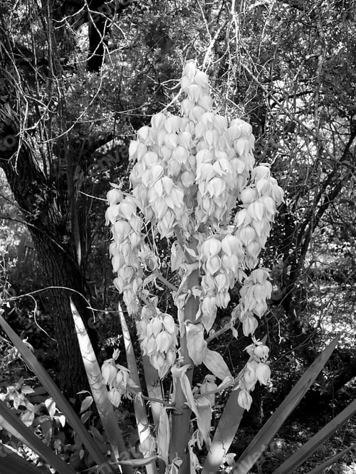 Preview: Yucca Plant Flower In Black And White
