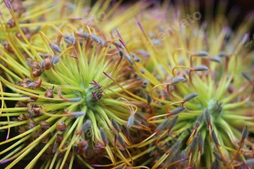 Preview: A Cluster Of Yellow Bird Nodding Pincushion Flowers 7442