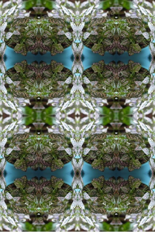 Preview: A Potted Pink Splash Plant Abstract With Lush Spotted Leaves 0275