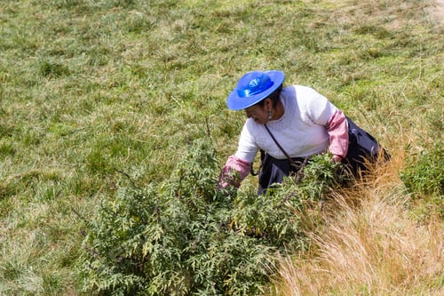 Preview: Cusco, Peru - May 14 : Woman Working On The Grounds The Ancient Site Of Saqsaywaman. May 14 2016