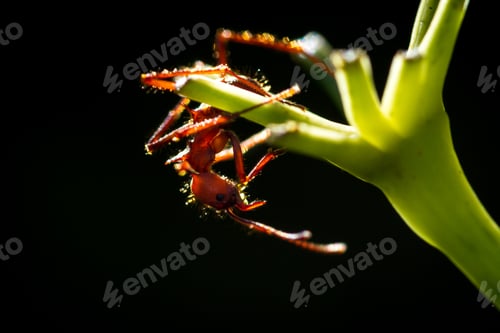 Preview: Close Up Of A Red Leaf Cutter Ant On A Green Stem With A Dark Background