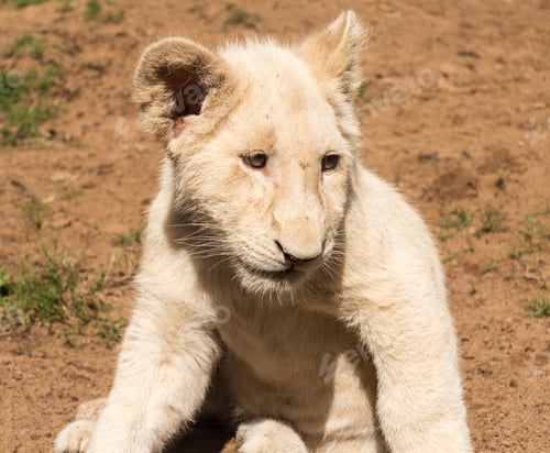 Preview: Close Up Of Young White Lion Cub At About 12 Weeks Old Appearing Cute And Cuddly