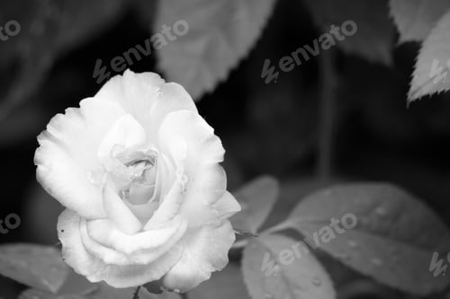 Preview: Garden Flower In Black And White