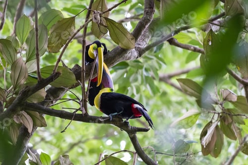 Preview: Beautiful Toucans In A Tropical Rain Forest Of Costa Rica