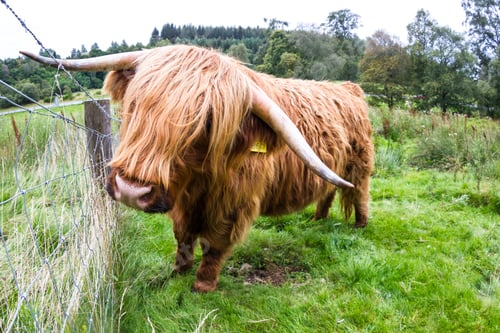 Preview: Close Up Of A Brown Highland Bull In Fresh Green Pastures In The Scottish Highlands