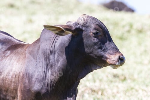 Preview: Young Attentive Bull In A Grassy Field In Tilaran Costa Rica