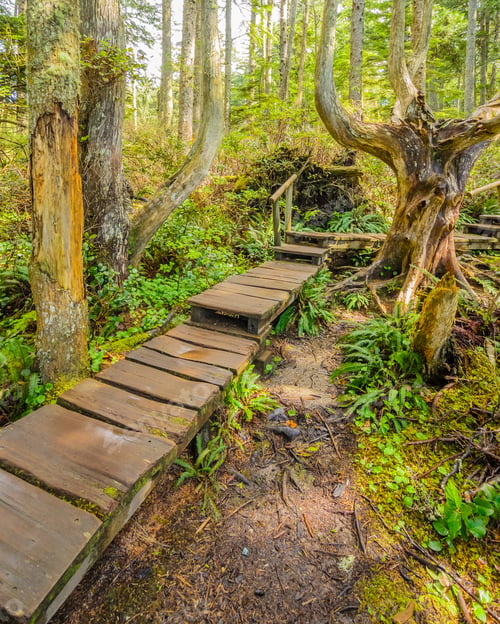Preview: Fragment Of Cape Trail In Olympics Park, Washington, Usa