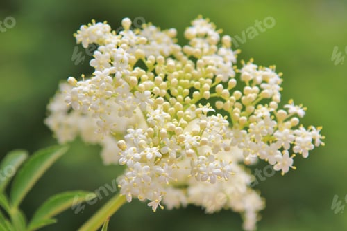 Preview: White Flower Cluster - Nature Background - Beautiful Bloom
