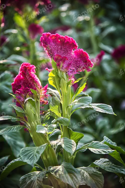 Preview: Celosia, Cock'S Comb , Flower Blooming N The Garden