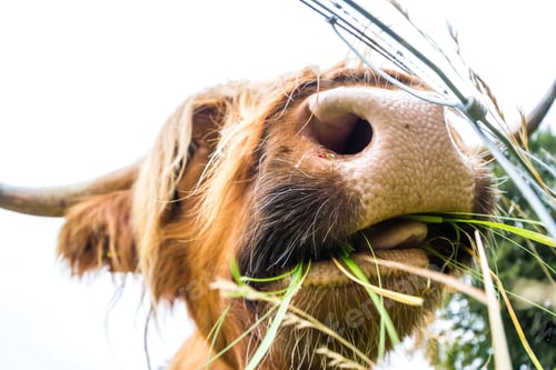 Preview: Close Up Of A Brown Highland Bull In Fresh Green Pastures In The Scottish Highlands