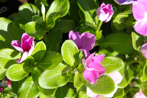 Preview: Vinca Plants With Purple And White Flowers 9942
