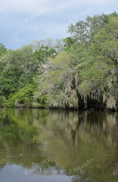 Preview: Spring Day In Barataria Preserve In New Orleans.