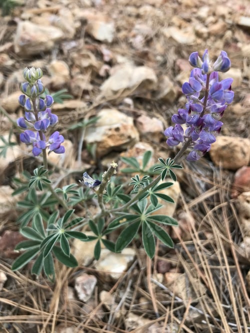 Preview: A Lupinus Sparsiflorus Plant With Blue Flowers 4670