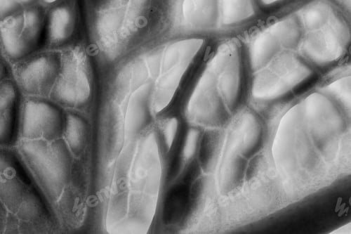Preview: Close Up Of The Texture And Patterns On A Single Savoy Cabbage Leaf Shot In Black And White