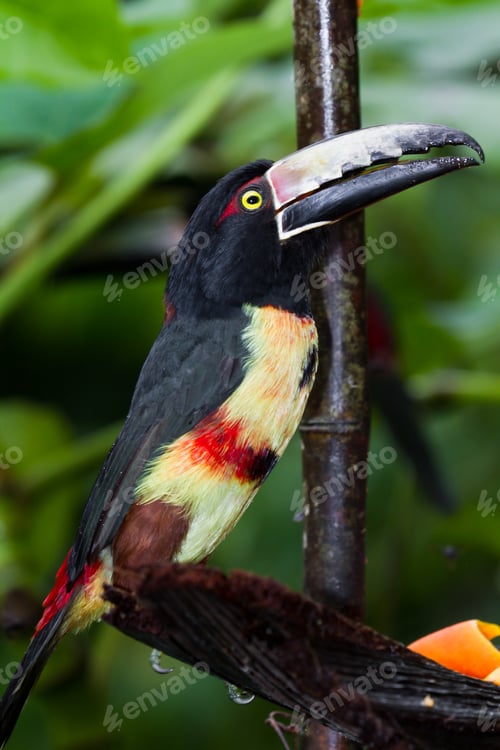Preview: Medium Size Aracari Toucan In The Rainforest Of Belize