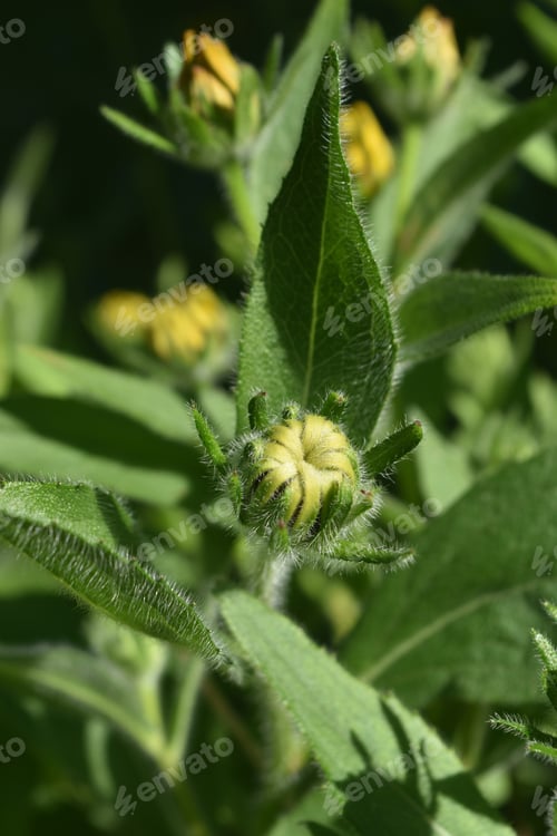 Preview: Lovely Close Up Of A Budding Black Eyed Susan