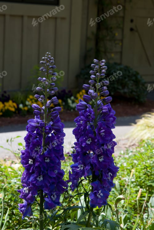 Preview: Purple Flowers Outdoors
