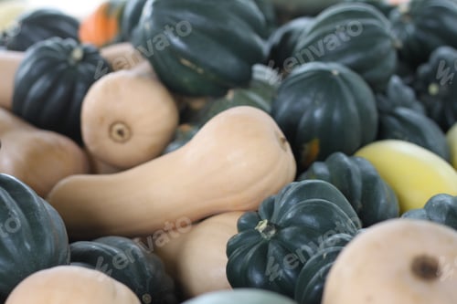 Preview: A Festive Autumn Market Display Of Fall Fresh Green And Tan Squash. 2775
