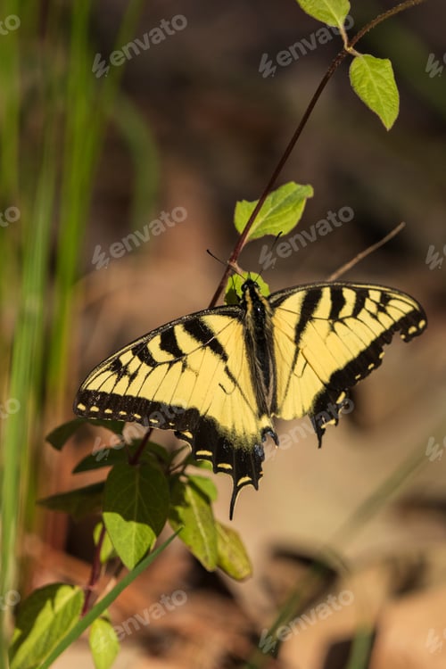 Preview: Pretty Yellow And Black Eastern Tiger Swallowtail Butterfly