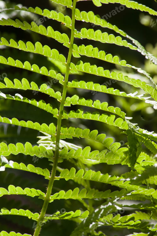 Preview: Green Fern Leaves For Abstract Or Texture