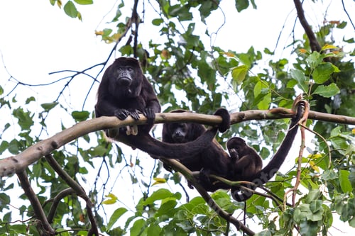 Preview: Family Of Howler Monkeys Resting On A Limb Up A Very Tall Madrone Tree In The Jungle Of Costa Rica