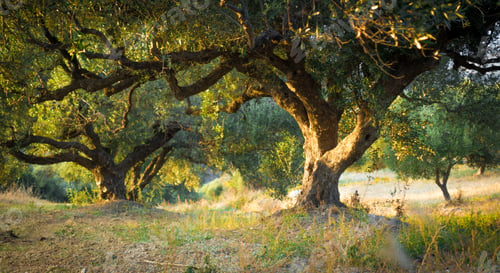 Preview: Trees In Forest, Crete, Greece
