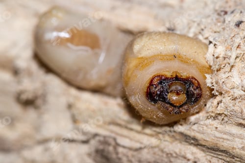 Preview: Round Headed Borer Larvae Burrowed In A Piece Of Tropical Hardwood