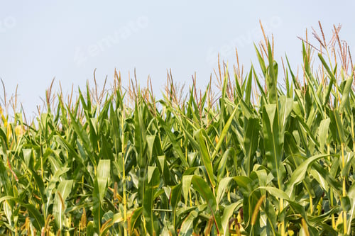 Preview: Corn In A Field Ready To Be Harvested
