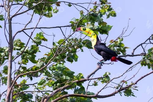 Preview: Keel Billed Toucan Perched On A Tree In The Tropical Rainforest Of Costa Rica