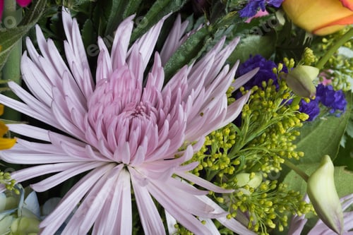 Preview: Closeup Of Mixed Flower Bouquet With Liliac Asters