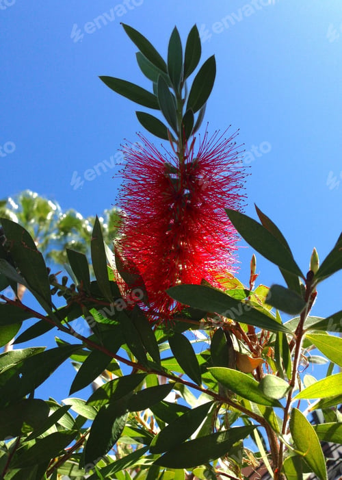Preview: Red Flower Of A Bottlebrush Shrub (Callistemon) Against A Blue Sky