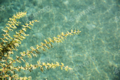 Preview: Small Branches Of Greens Hanging Above Turquose Shallow Waters - Tranquil Caribbean Wallpaper