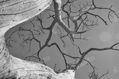 Preview: Tree Of Life - Nature Background - Majestic Beauty Grown Through Time