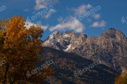 Preview: Fall Trees With A Snow Capped Mountain In The Background