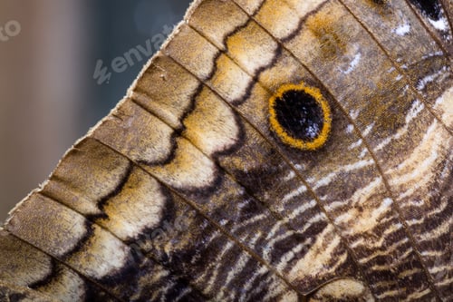 Preview: Close Up Of A Beautiful Own Butterfly With Soft Textured Wings And Vivid Colors