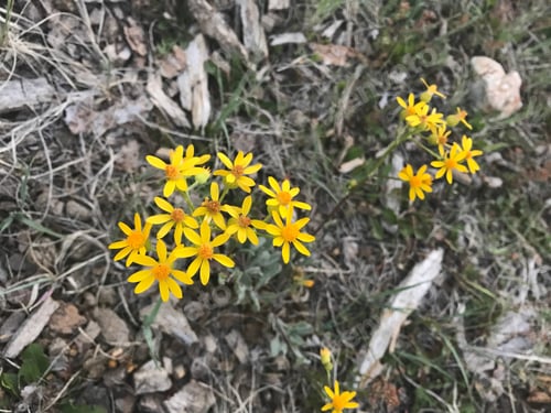 Preview: Small Yellow Wild Flowers On The Forest Floor