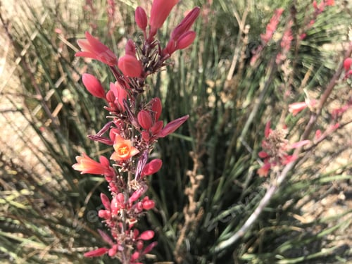 Preview: A Red Yucca Plant With Small Flowers 4574
